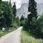 Mountain Rododendro Tarvisio