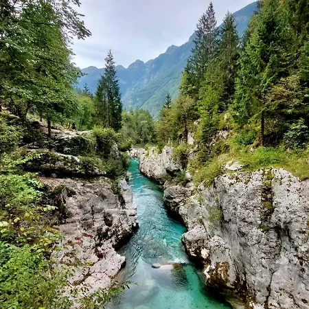 Mountain Rododendro * Tarvisio