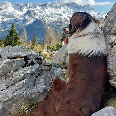 Mountain Rododendro Tarvisio