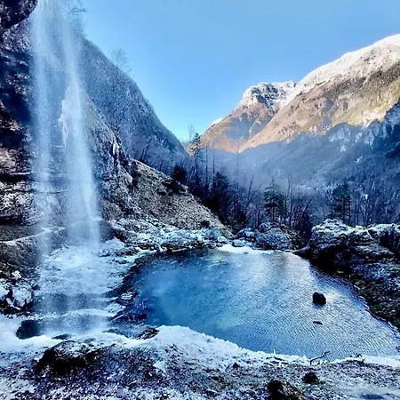 Mountain Rododendro *