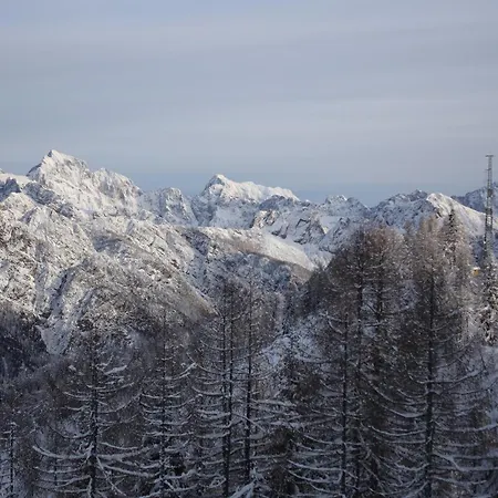 Mountain Rododendro *